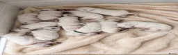 White Swiss Shepherd dogs for sale: KC White Swiss Shepherd puppies Champion Bloodline - Advert 7