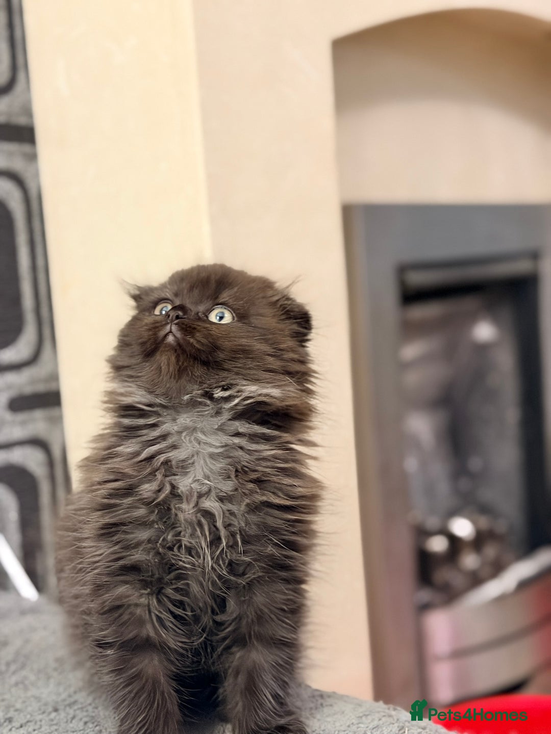 Scottish Fold cats for sale: Scottish fold kittens for sale! - Advert 35