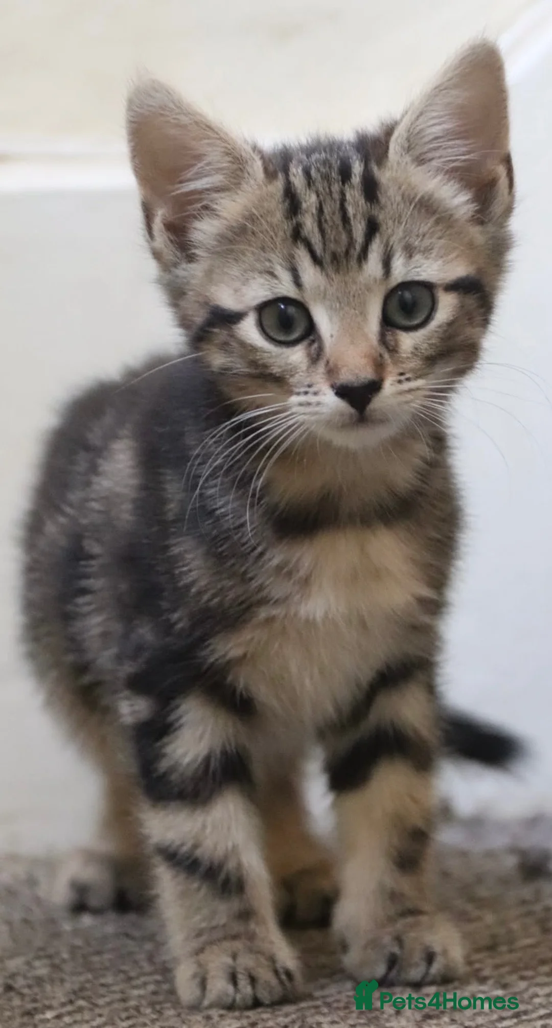 Mixed Breed cats for sale: Stunning part Siamese kittens ready now  - Advert 29