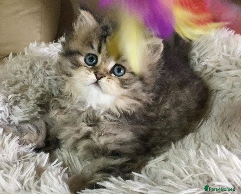 Persian cats Lovely persian kittens - Advert 1