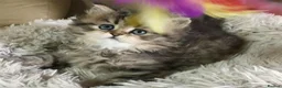 Persian cats for sale: Lovely persian kittens in Burton-on-Trent - Advert 1