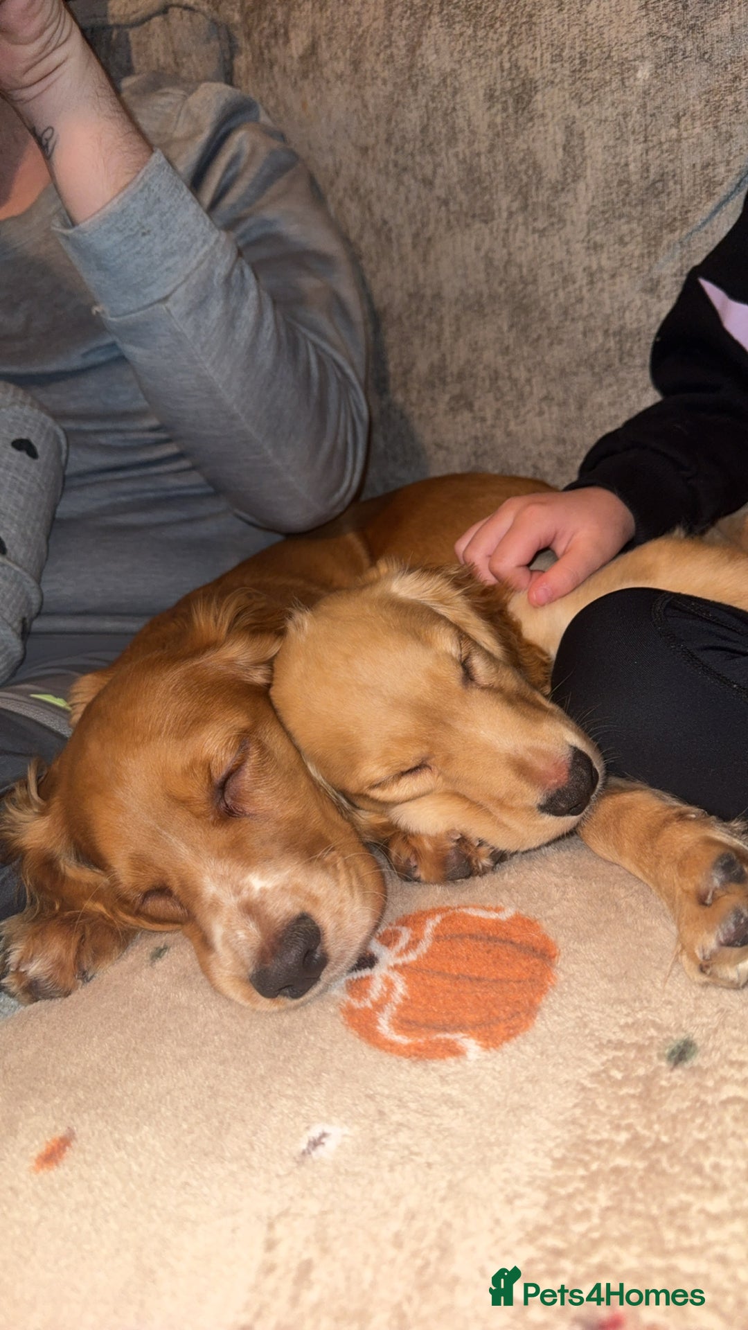 Cocker Spaniel dogs for sale: Teddy and lady - Advert 2