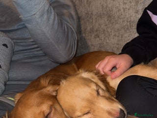 Cocker Spaniel dogs Male cocker spaniel puppy - Advert 11