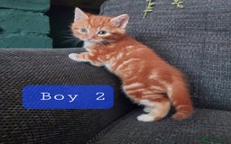 Norwegian Forest Cat cats for sale: Norwegian forest cross kittens - Image 8