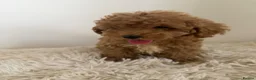 Maltipoo dogs for sale: Beautiful puppies for sale - Advert 11