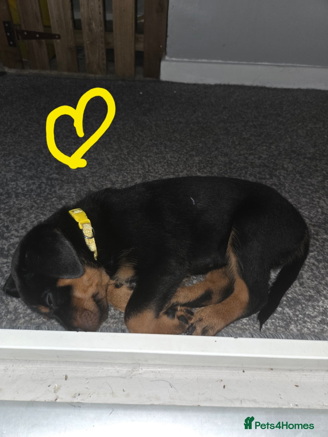 Rottweiler dogs for sale: Indie & dozer puppies  - Advert 12