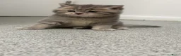 Scottish Fold cats for sale: Beautiful Scottish Straight kittens - Advert 9