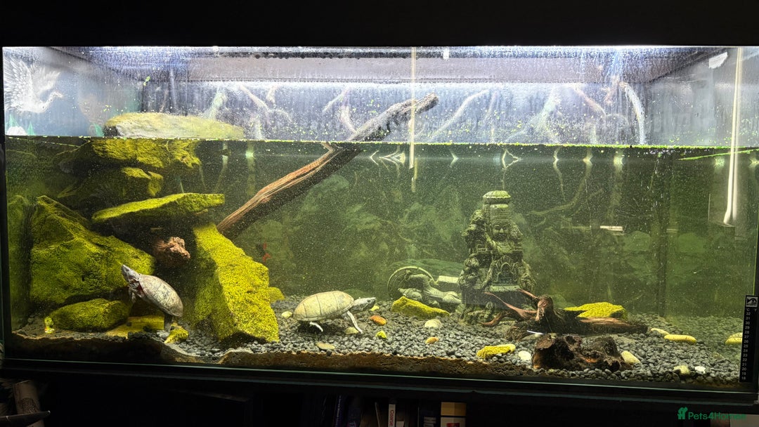 Turtle reptiles for sale: 2x Musk turtle & full set up.  - Image 1