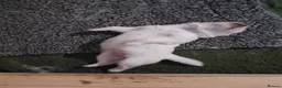 Samoyed dogs for sale: Fluffy Samoyed Puppies 🐾 - Advert 7