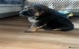 German Shepherd dogs for sale: 🏆quality KC registered long haired GSD pups🏆 - Image 23