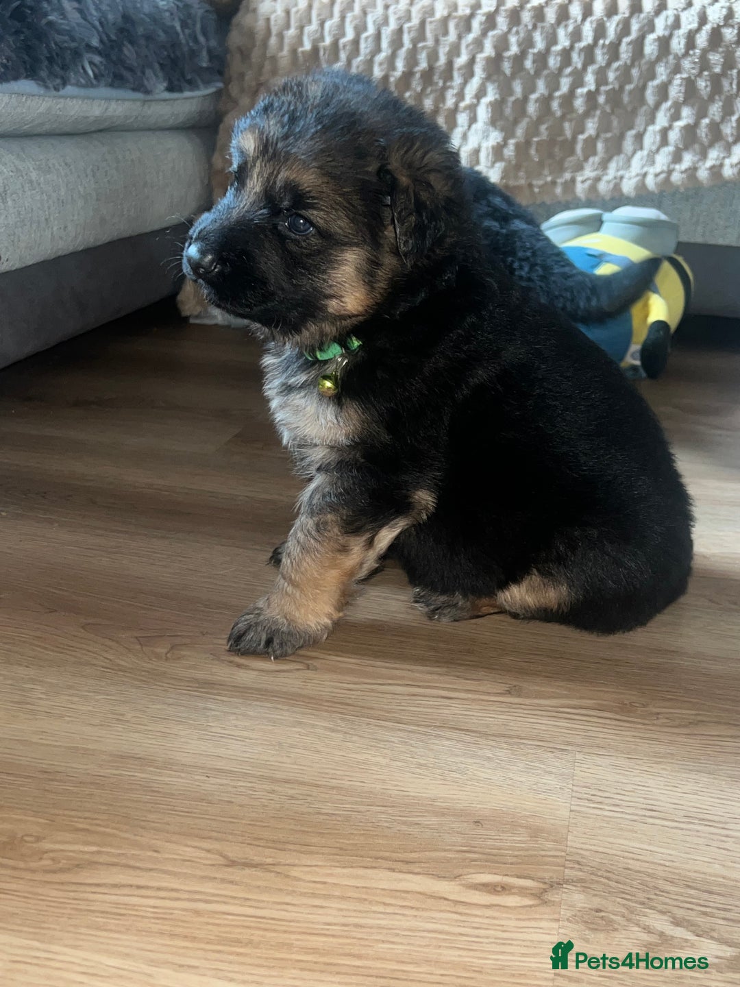 German Shepherd dogs for sale: 🏆quality KC registered long haired GSD pups🏆 - Image 23