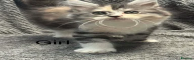 Maine Coon Kitten 5