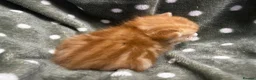 Persian cats for sale: Perfect Persian X Kittens - Advert 22