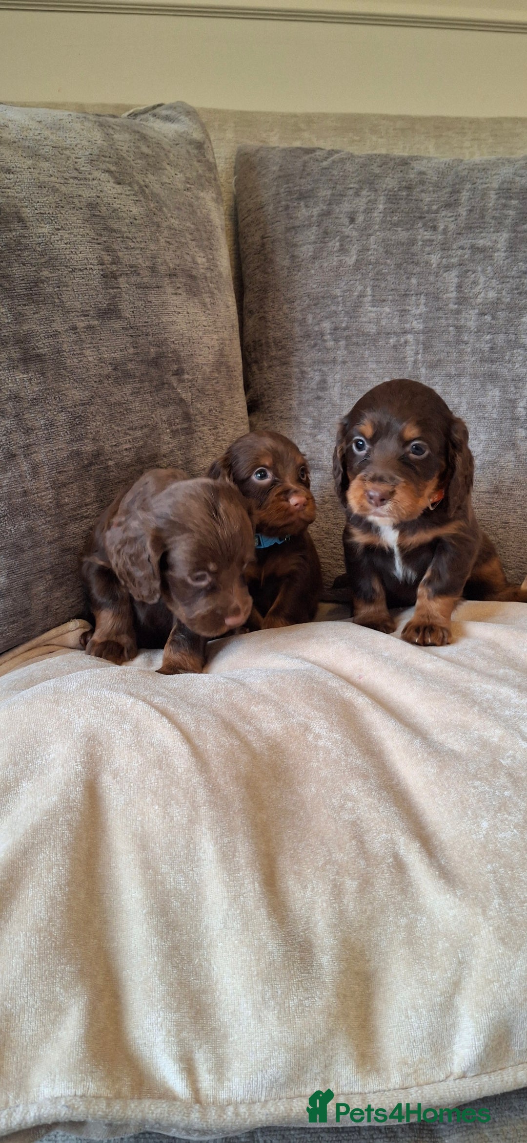 Cocker Spaniel dogs for sale: Kc reg working cocker spaniel puppies  - Advert 3
