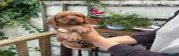 Cocker Spaniel dogs for sale: Working cocker spaniel puppies for sale - Advert 30