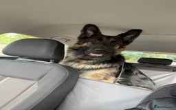 German Shepherd dogs for stud: Proven KC Registered German Shepherd  in Glasgow - Image 8