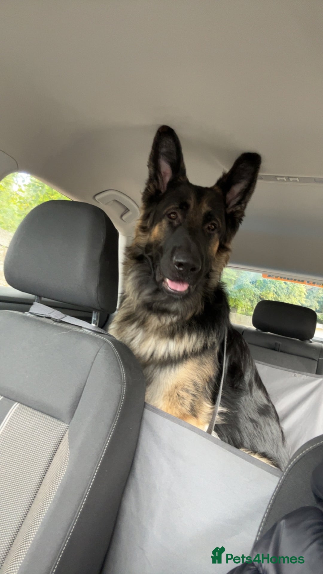 German Shepherd dogs for stud: Proven KC Registered German Shepherd  in Glasgow - Image 8