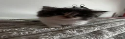 Mixed Breed cats for sale: 2 adorable kittens  - Advert 8