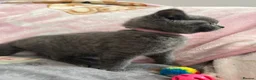 British Shorthair cats for sale: British Shorthair Kittens in Rochester - Advert 8
