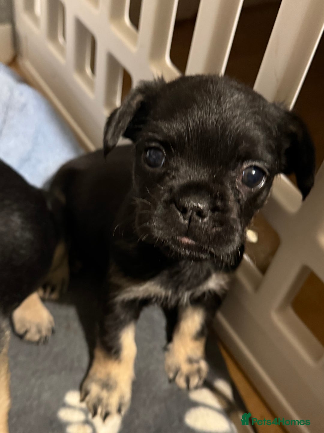 Mixed Breed dogs for sale: french bulldog x cairnterrier READY ON 7/10  - Image 8