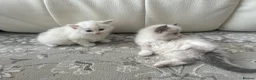 Ragdoll cats for sale: Pure Ragdoll Kittens - Advert 28