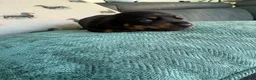 Miniature Dachshund dogs for sale: Stunning miniature dachshund puppies - Advert 9