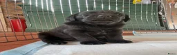 Labrador Retriever dogs for sale: 2 beautiful black boys and fox red girl - Labrador in Christchurch - Advert 16