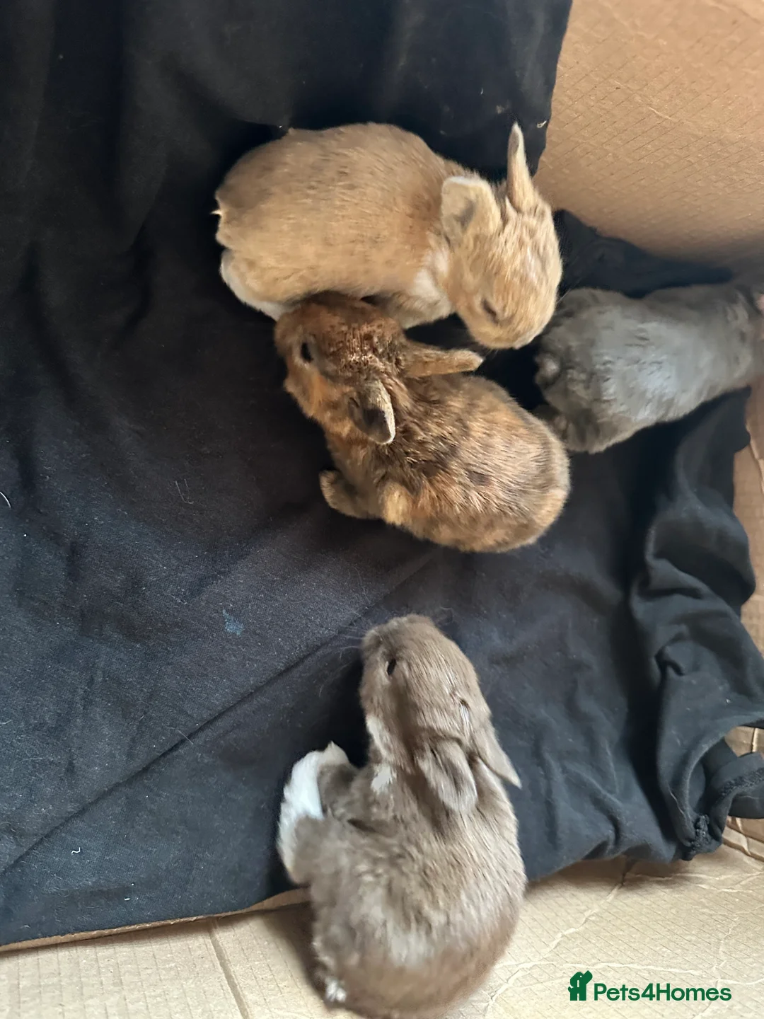 English Spot rabbits for sale: Adorable English Spot x Rex bunnies for sale - Advert 7