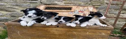 Border Collie dogs for sale: Tricoloured Border Collie Puppies - Advert 1