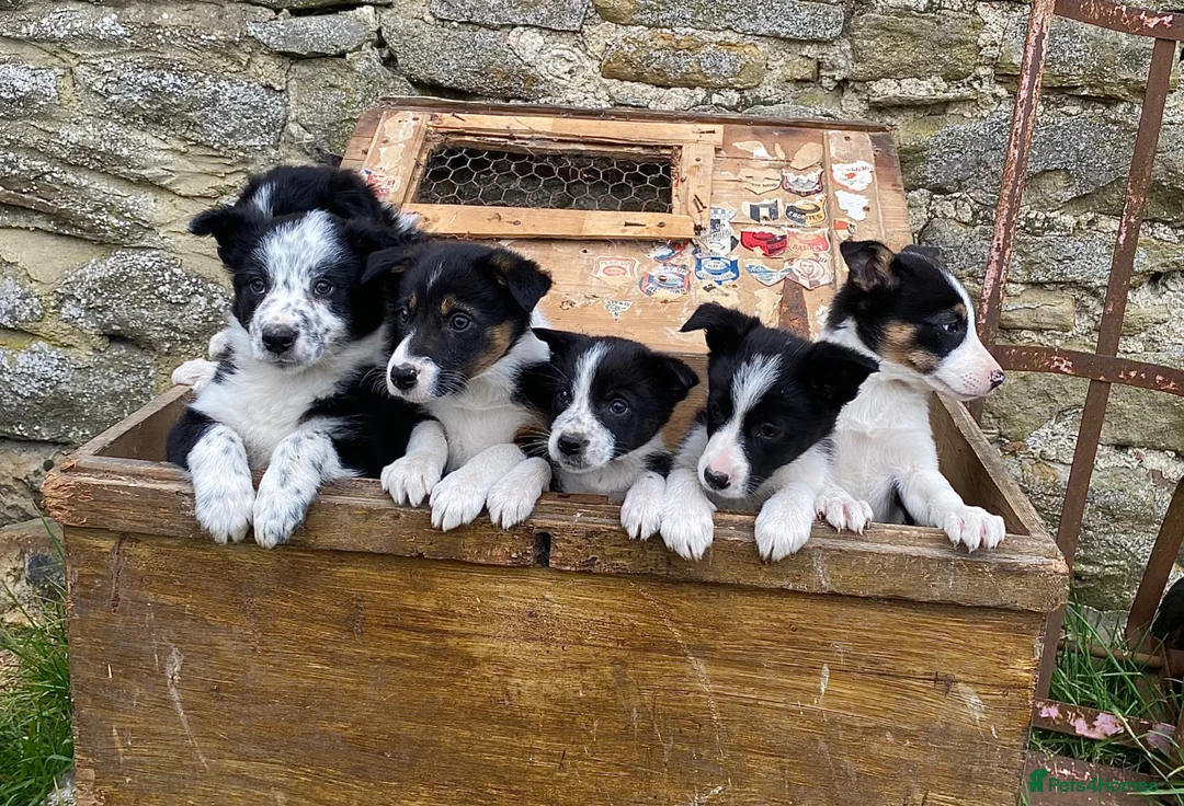 Border Collie dogs for sale: Tricoloured Border Collie Puppies - Advert 1