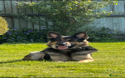 German Shepherd dogs for sale: Stunning German Shepard Litter Only 4 girls left - Image 30