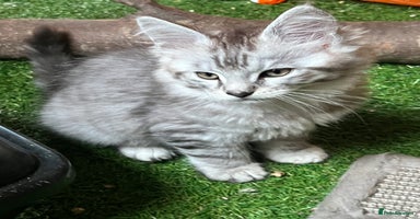 Maine Coon cats - Advert 11