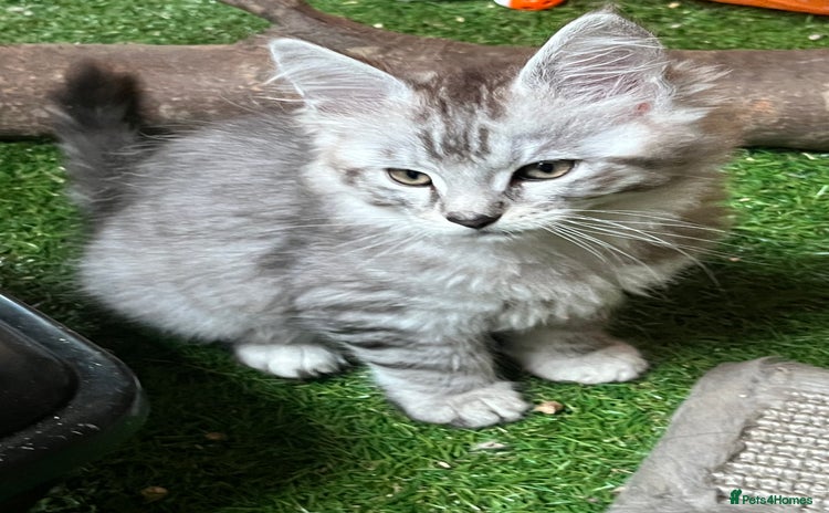 Maine Coon cats - Advert 4