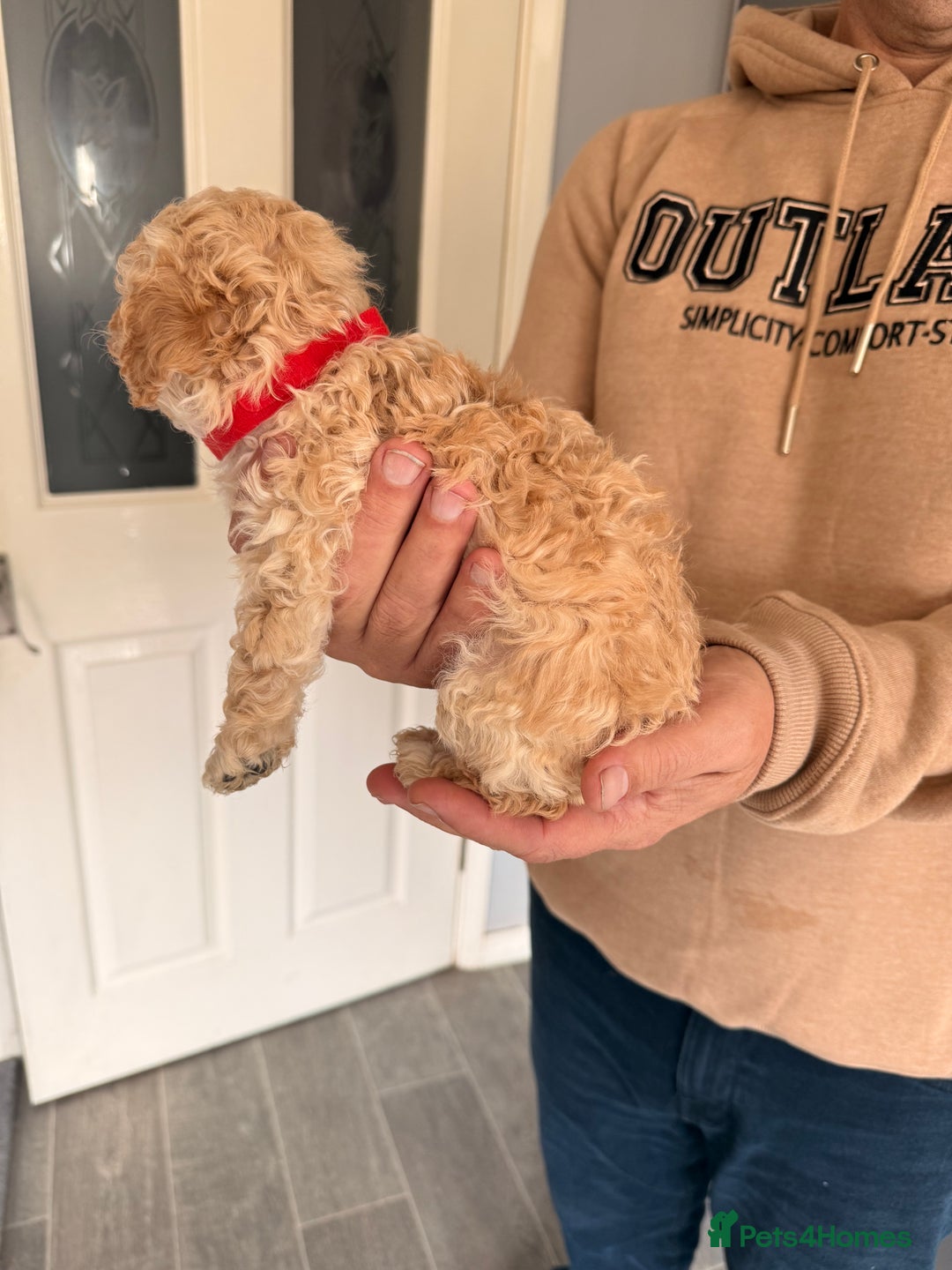 Poochon dogs for sale: Poochon Puppies  - Image 7