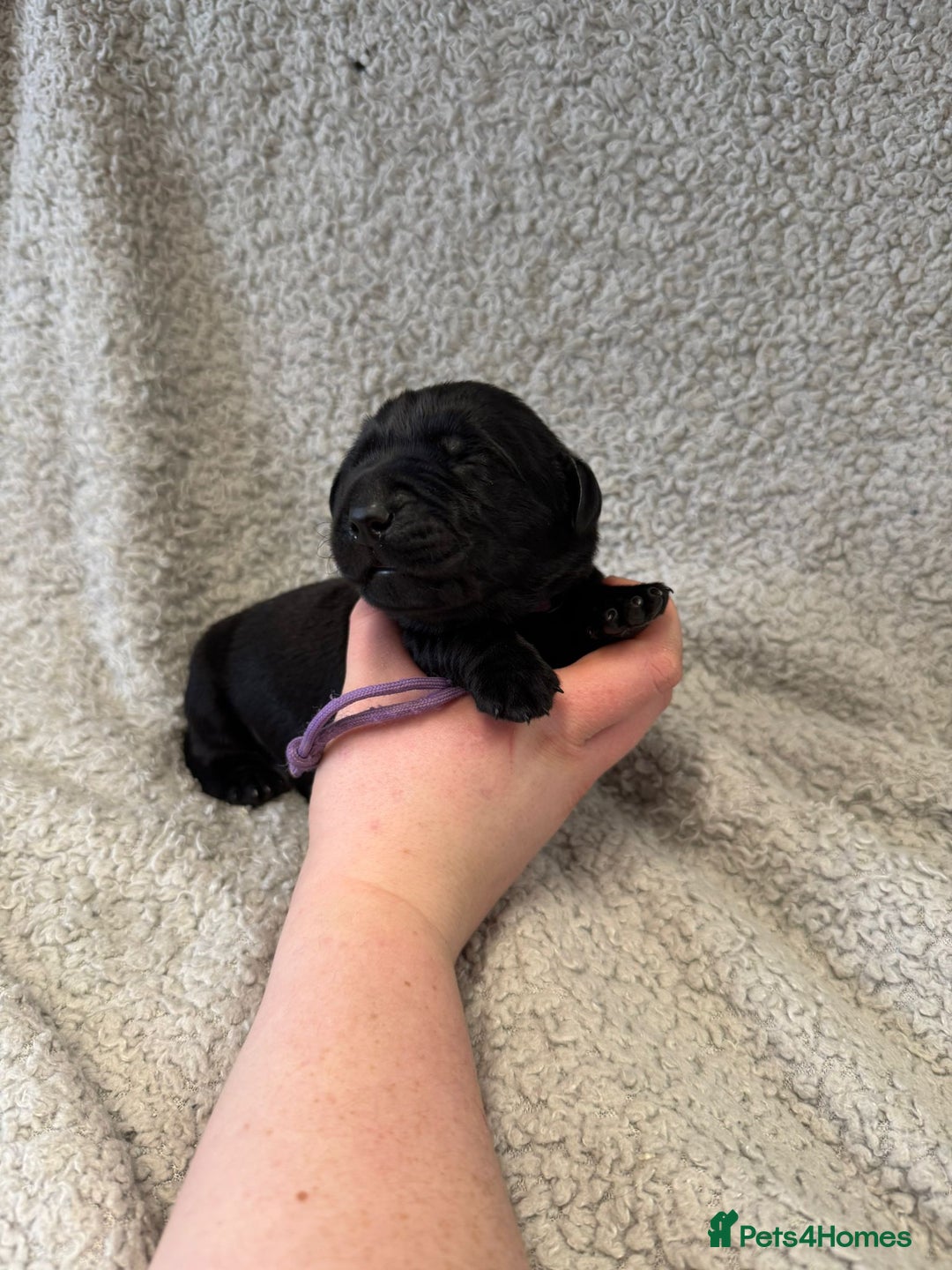 Goldador dogs for sale: Gorgeous Black Goldadors   - Advert 14