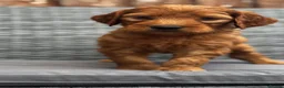 Goldendoodle dogs for sale: 🐾7 beautiful goldendoodles ready now🐾 - Advert 22