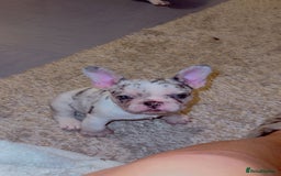 French Bulldog dogs for sale: French bulldog **  - Image 2