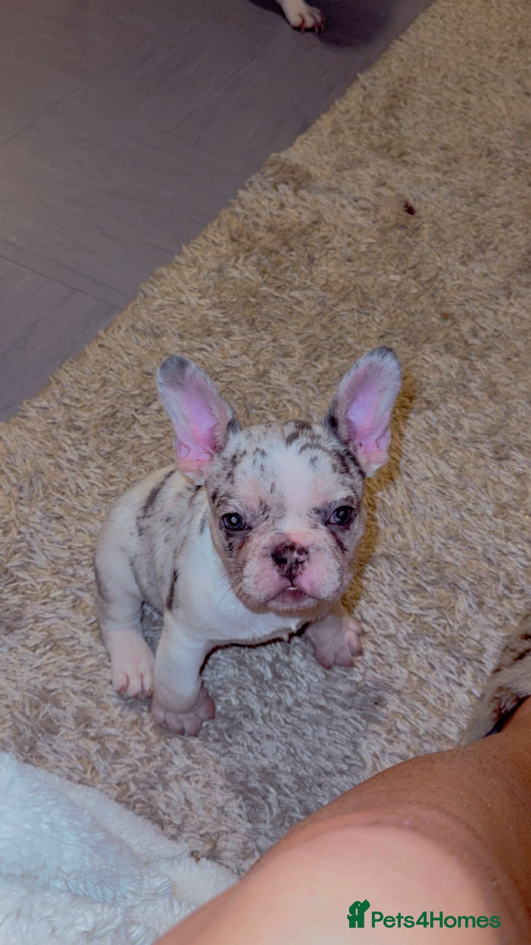 French Bulldog dogs for sale: French bulldog **  - Image 2