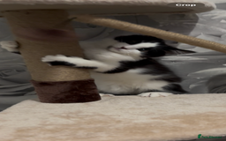 Norwegian Forest Cat cats for sale: Kitten with full set up - Image 7