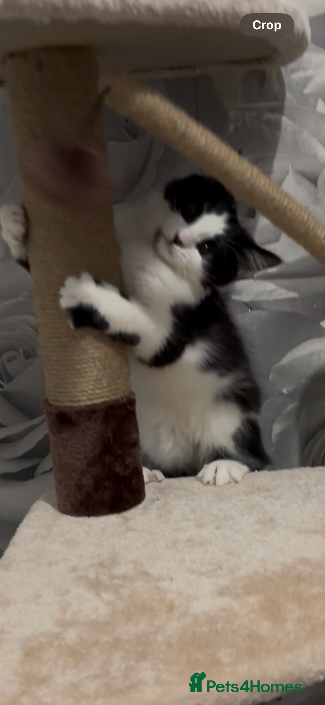 Norwegian Forest Cat cats for sale: Kitten with full set up - Image 7