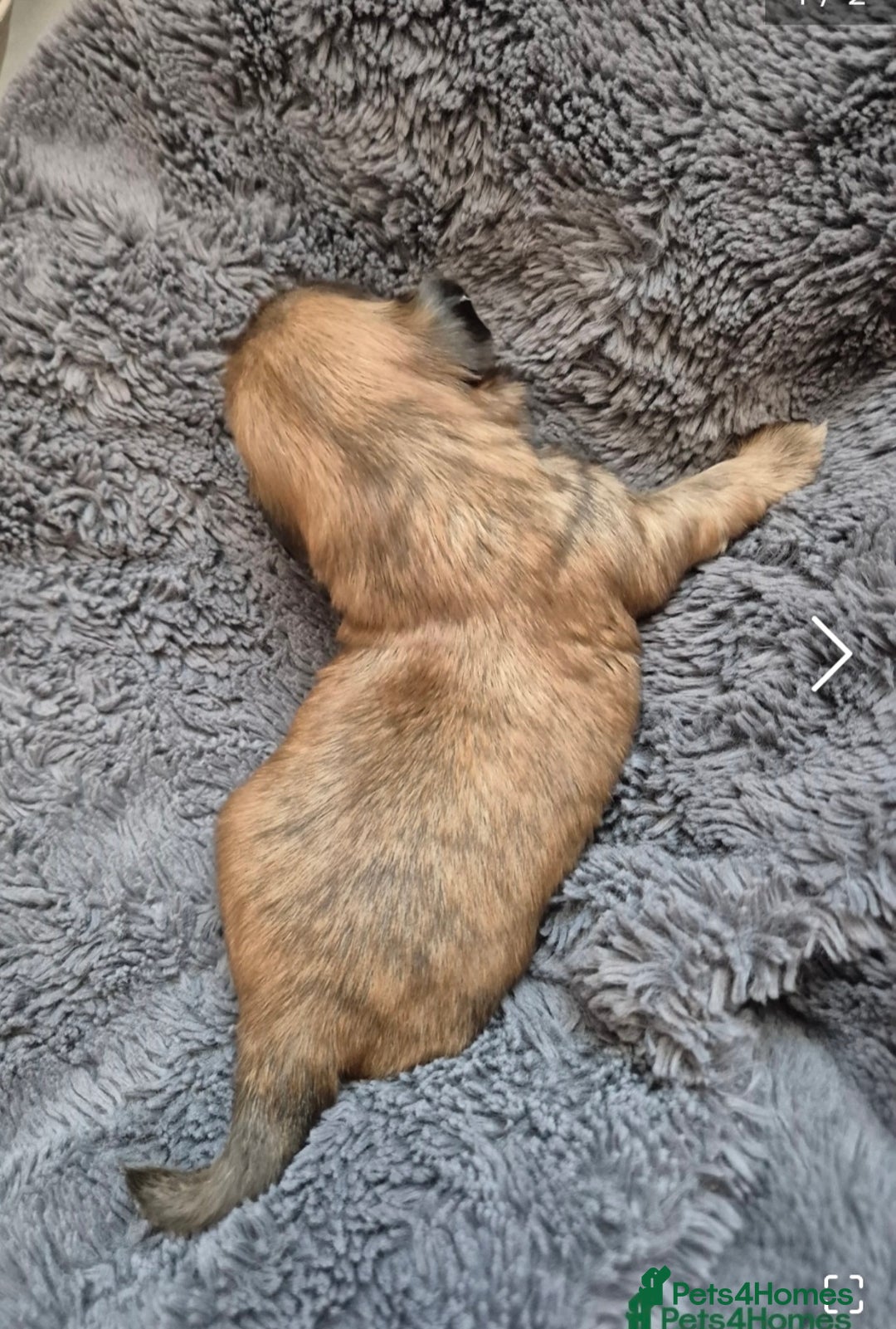 Shih Tzu dogs for sale: ✨ Beautiful Shih Tzu Puppies for Sale ✨ - Image 17