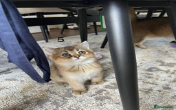 Scottish Fold cats for sale: ✨ Gorgeous Playful Kittens Ready Now ✨ - Image 8