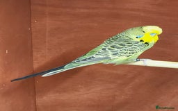 Budgerigars birds for sale: 3 Healthy Budgies with Cage & Toys Manchester  - Image 2