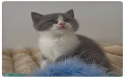 British Shorthair cats for sale: GCCF British Shorthair Blue Bi-Colour male kitten - Image 4