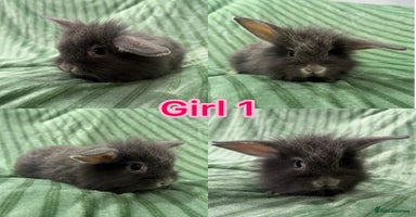 Mini Lion Lop rabbits - Advert 10