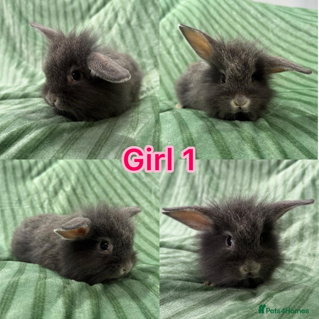 Mini Lion Lop rabbits for sale: 5 fluffy baby rabbits and an adult doe - Image 3