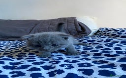 Scottish Fold cats for sale: Scottish Fold kittens for sale 3 Girls 2 Boys  - Advert 21