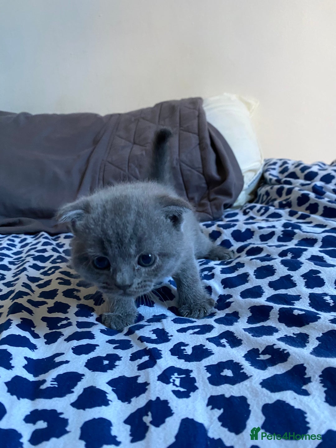 Scottish Fold cats for sale: Scottish Fold kittens for sale 3 Girls 2 Boys  - Advert 21