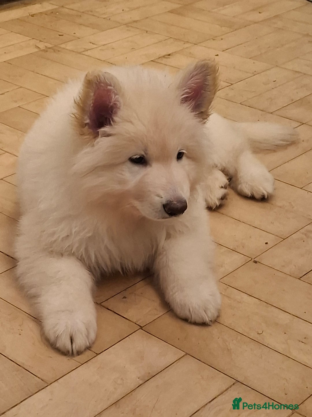 German Shepherd dogs for sale: White German Shepherd - Advert 6