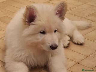 German Shepherd dogs White German Shepherd - Advert 5